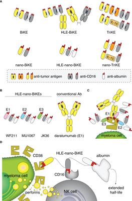 Half-Life Extended Nanobody-Based CD38-Specific Bispecific Killercell Engagers Induce Killing of Multiple Myeloma Cells